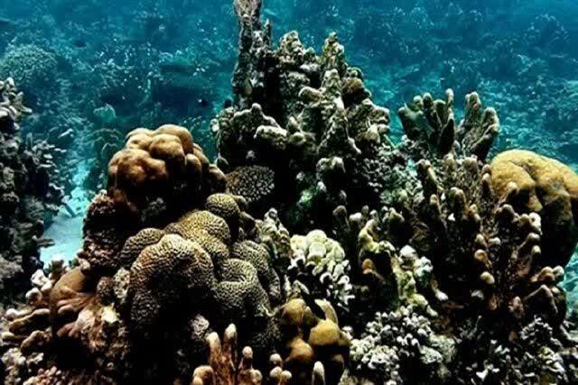 هشدار درباره تهدید تغییرات رژیم‌ مواد مغذی و هیدروگرافی خلیج فارس